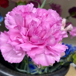 Meet your Posher, Kaitlin